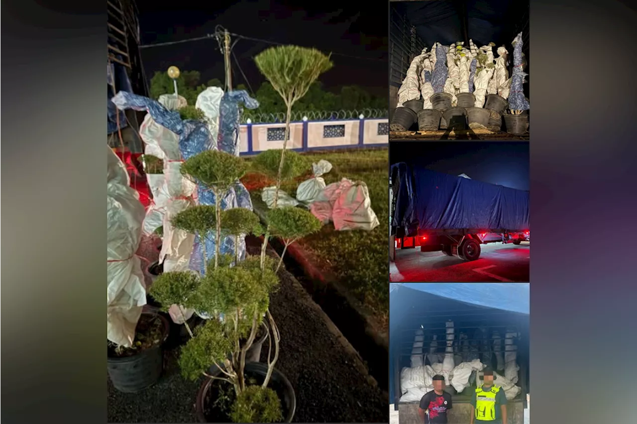 GOF foils bid to smuggle bonsai trees worth over RM1mil in K'tan