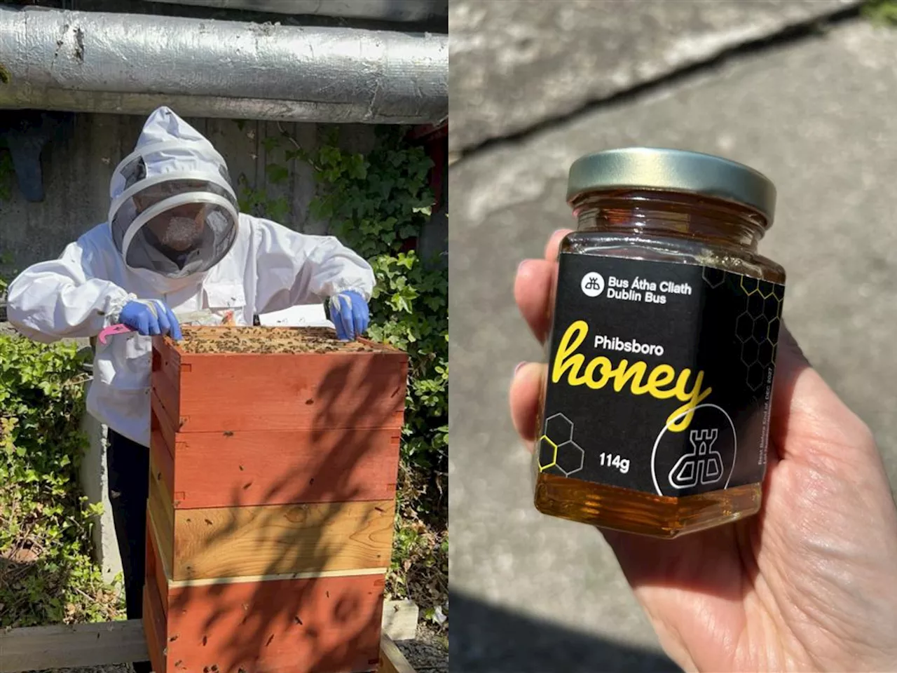 'Quite calming to hear' - Dublin Bus depots home to 250,000 bees