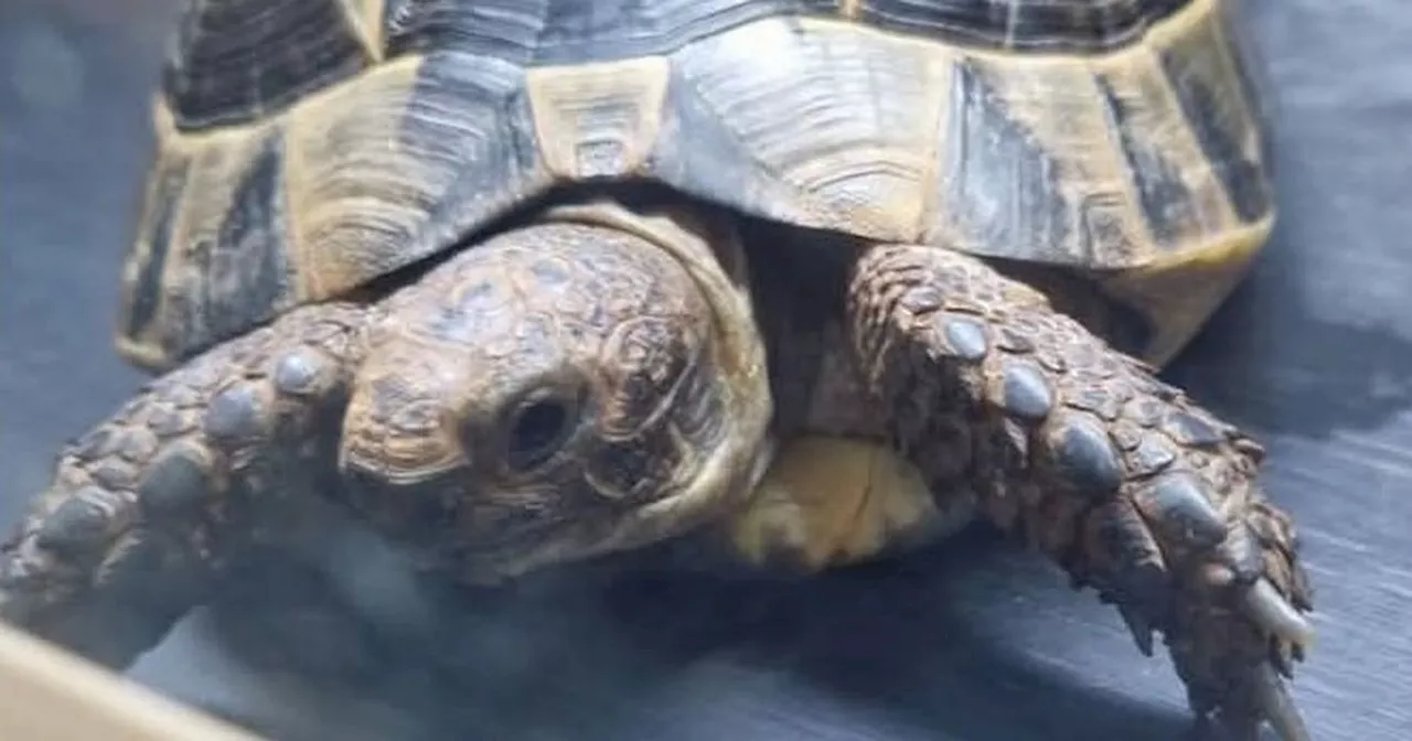 Tortoise thieves 'must be held accountable for their actions' says MLA