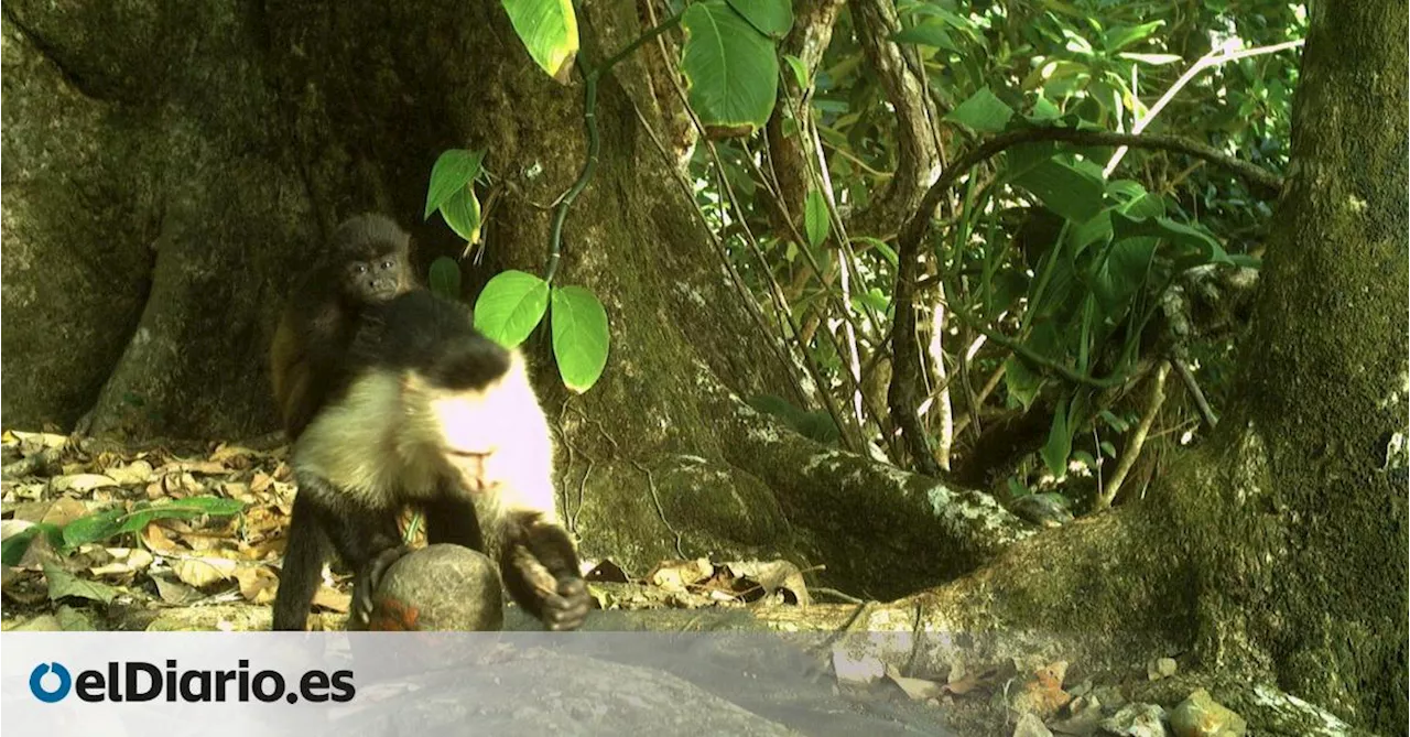 Monos capuchinos secuestran a crías de otra especie por “aburrimiento”, un comportamiento que descoloca a los científicos