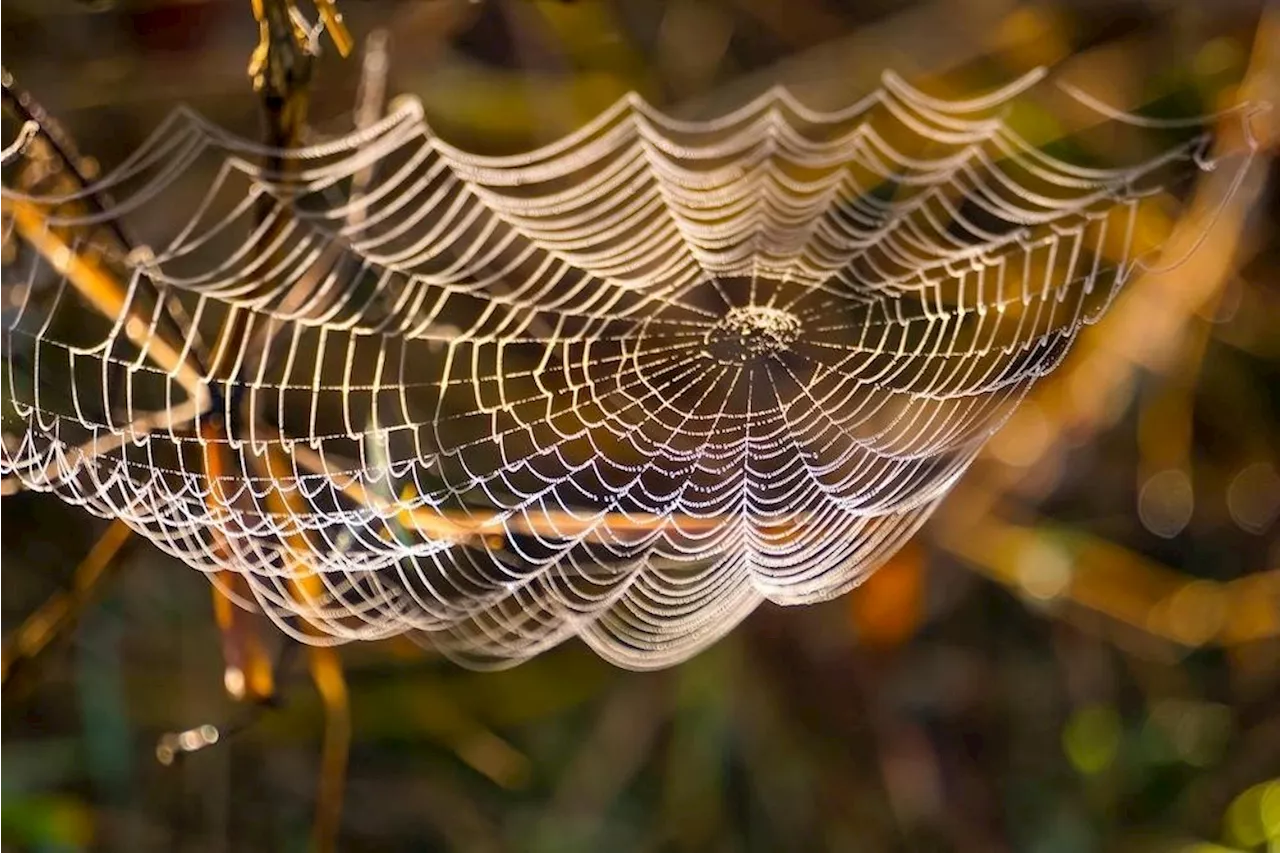 Microsoft Launches NLWeb To Simplify Website-Agent Interactions