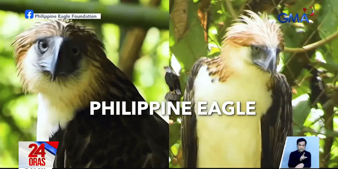 2 rescued Philippine eagles released back into the wild in Leyte