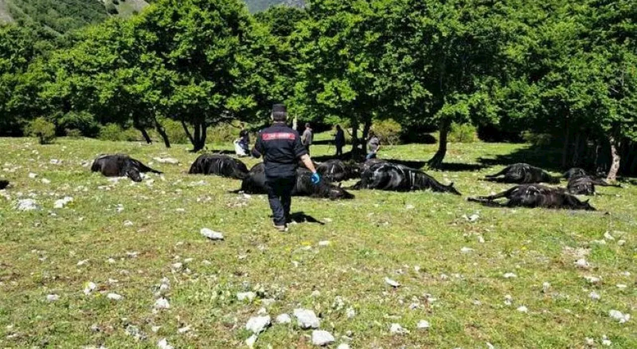 Frosinone, tempesta di fulmini sulla mandria di cavalli a Casalattico. Muoiono 33 animali