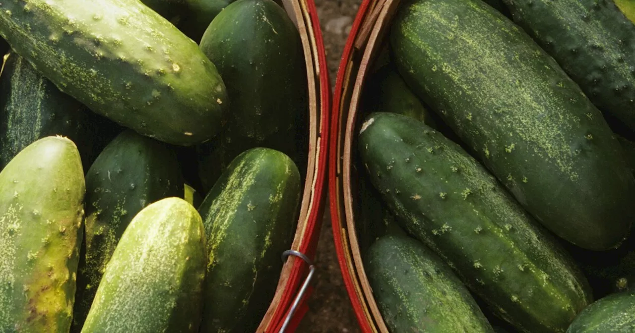 Cucumber recall