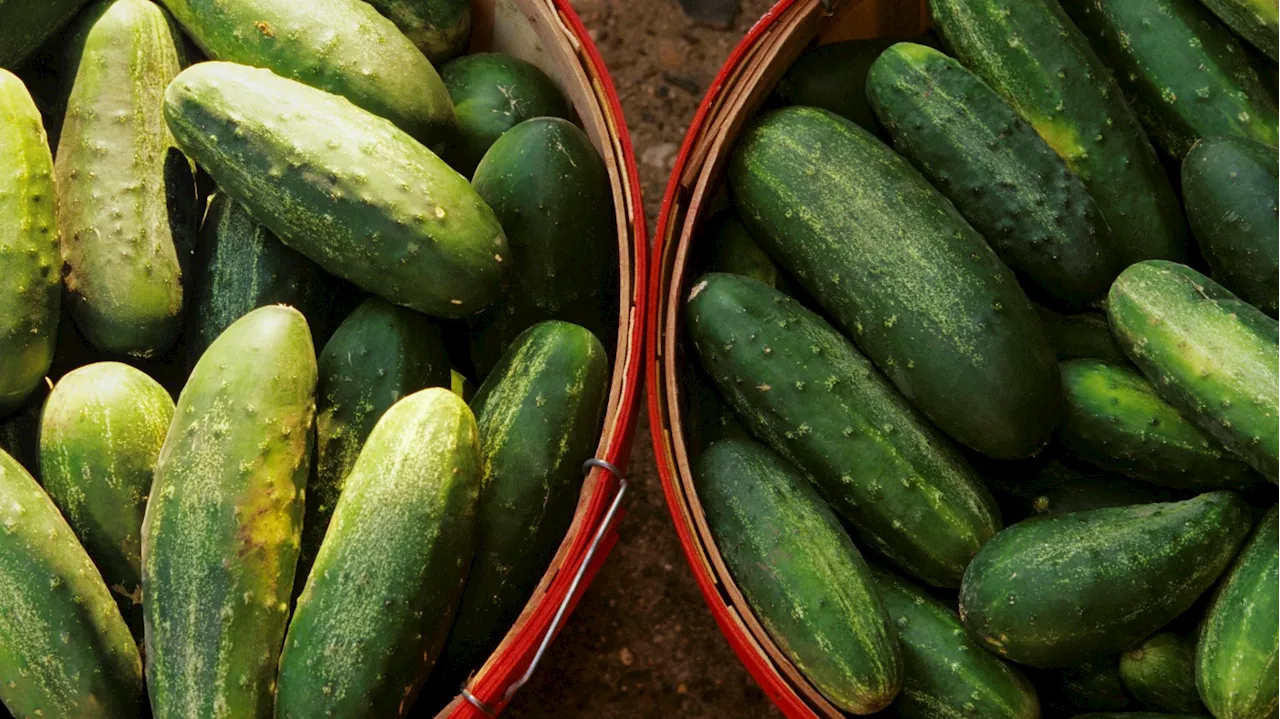 A salmonella outbreak sickens dozens, prompting a cucumber recall. Here's what to do