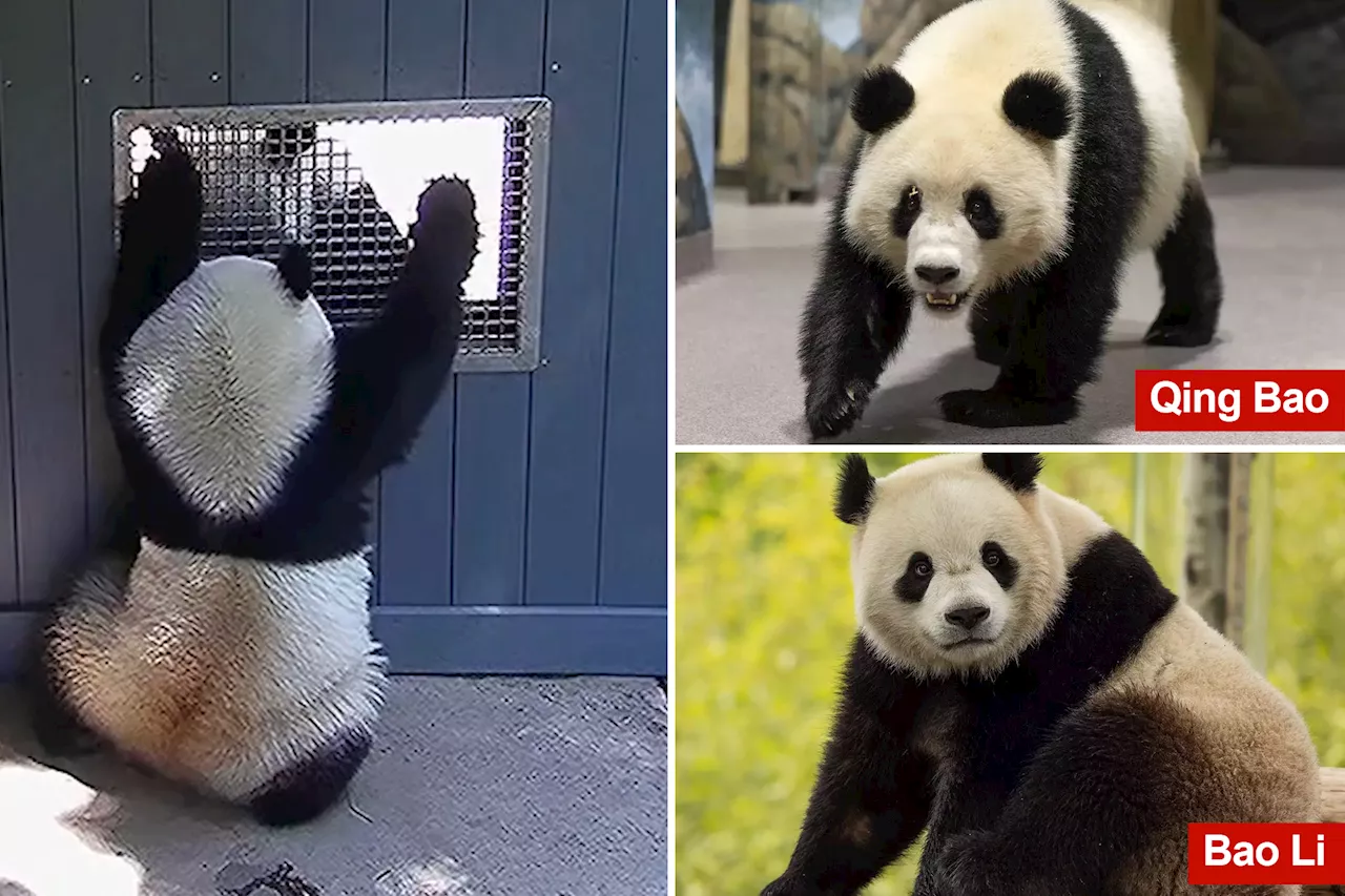 Video captures pandas getting flirty at National Zoo -- a hopeful sign they'll make cute baby pandas in the future: experts