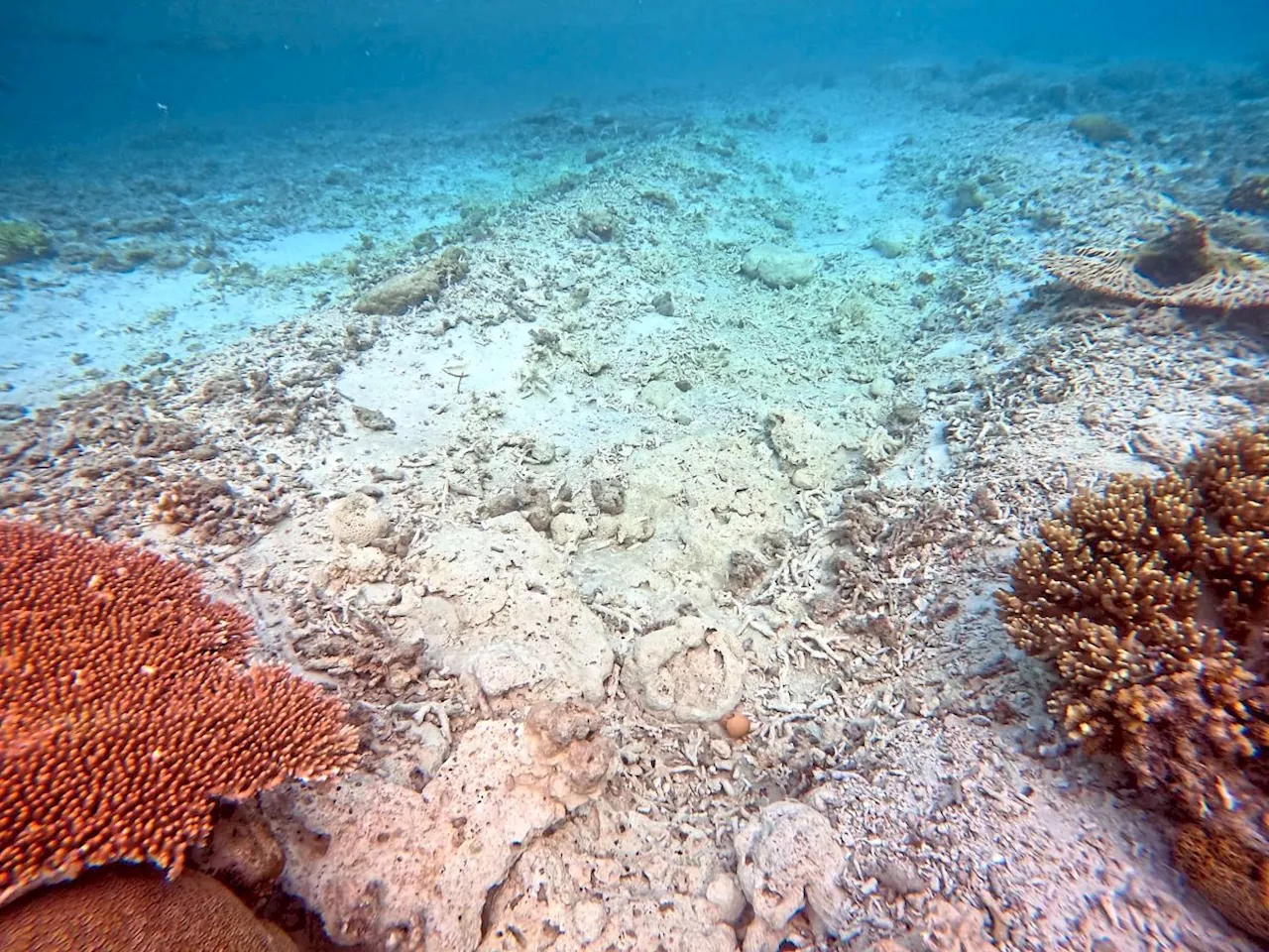 Pom-Pom’s marine paradise under siege