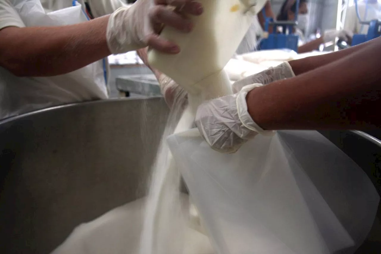 Regulator warns of pest threat to sugar industry