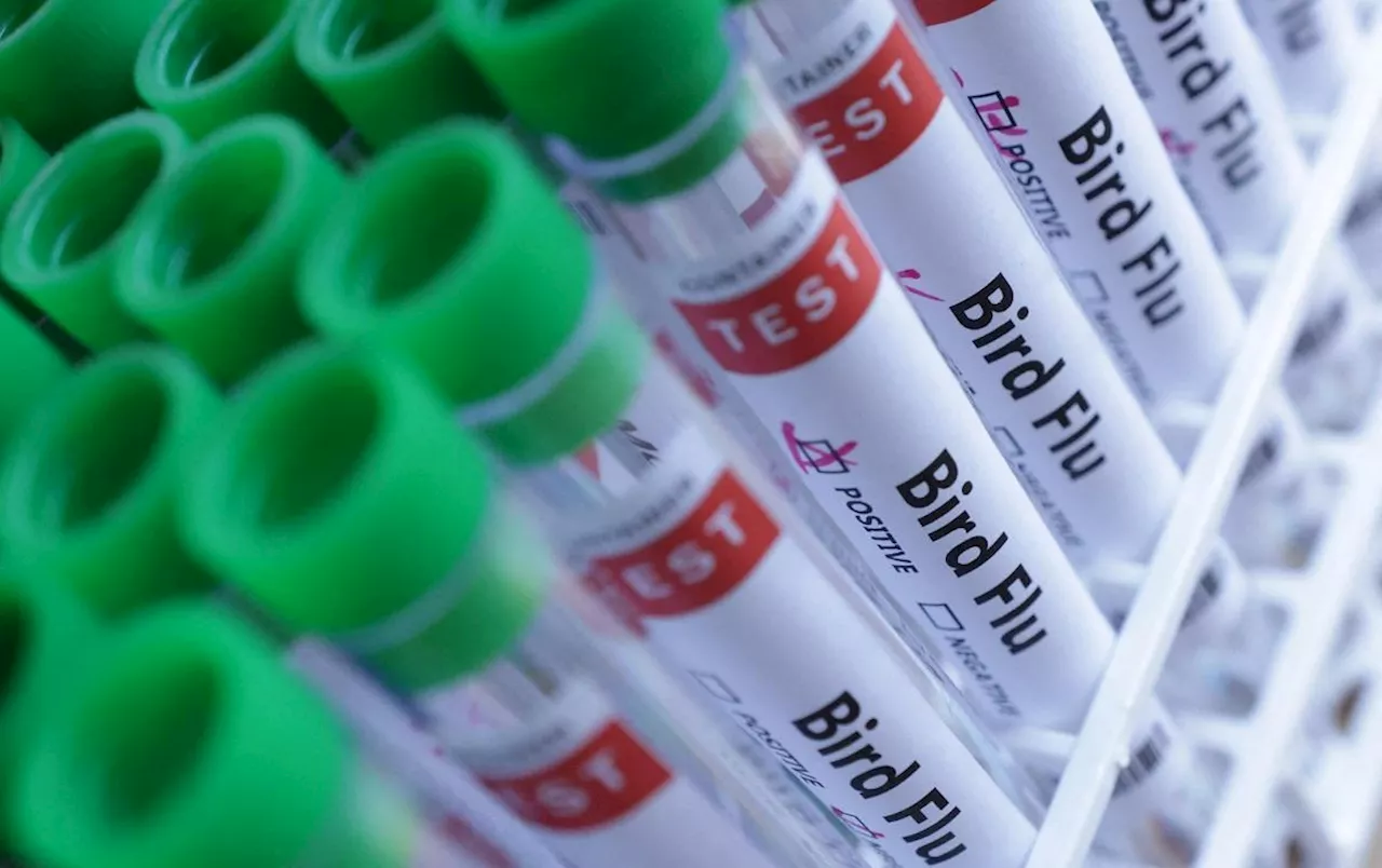 Brazil hopes to be officially free of bird flu in 28 days