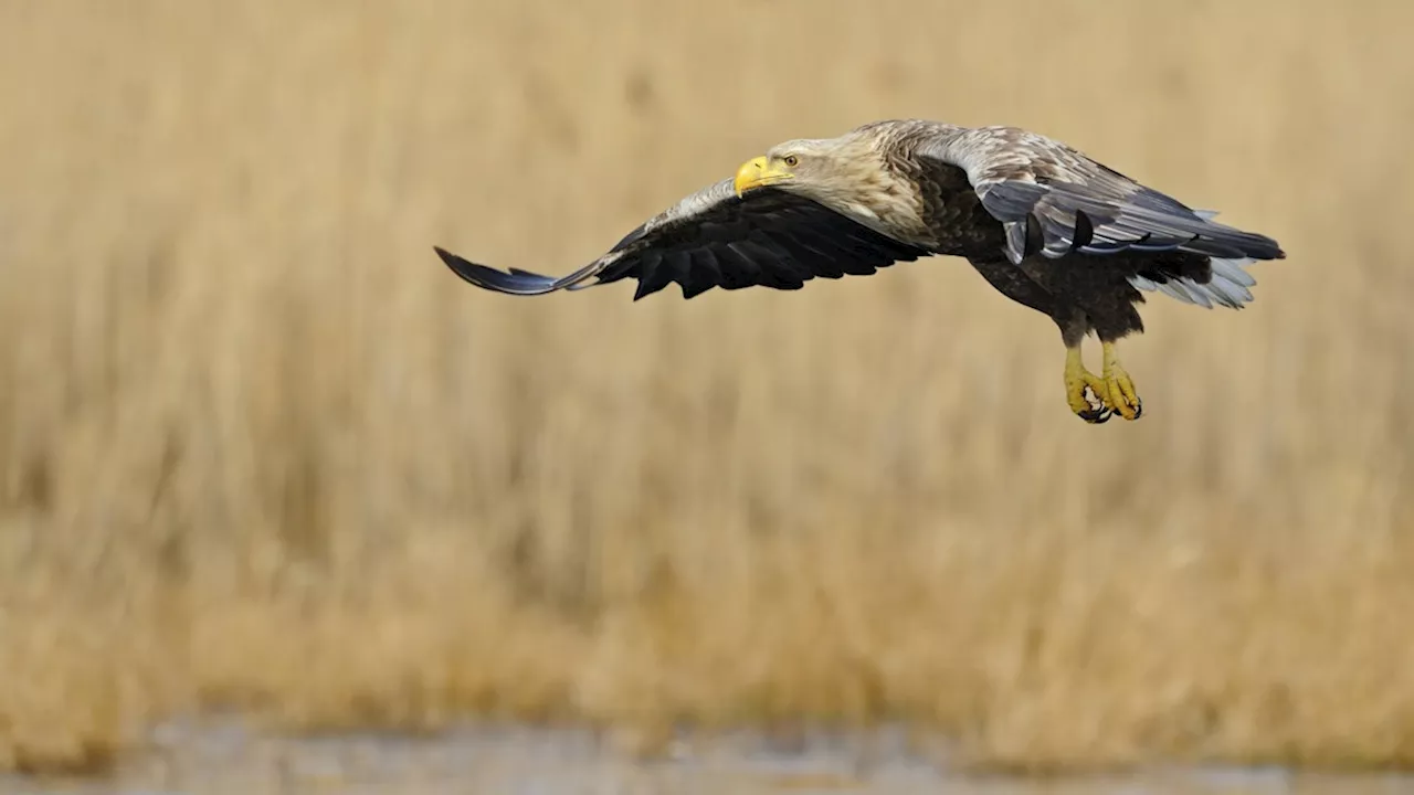  Jäger schießt auf Seeadler – nun wird es richtig teuer