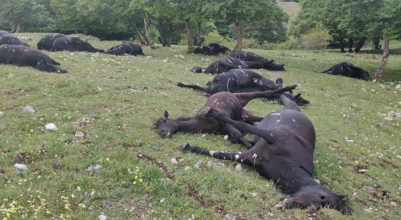 Cavalli uccisi dalla tempesta di fulmini, la disperazione dell’allevatore: «Ho perso 20 anni della mia vita»
