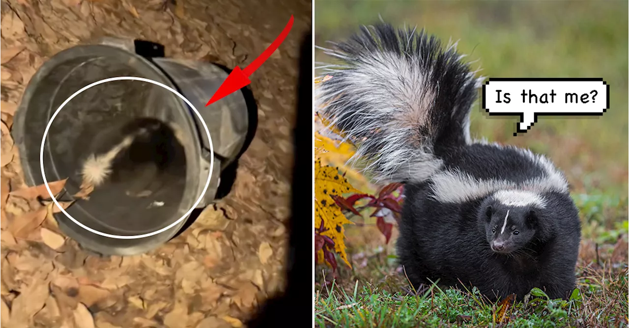 TIL Malaysia Doesn't Have Wild Skunks. So, What Did Bomba Just Rescue?