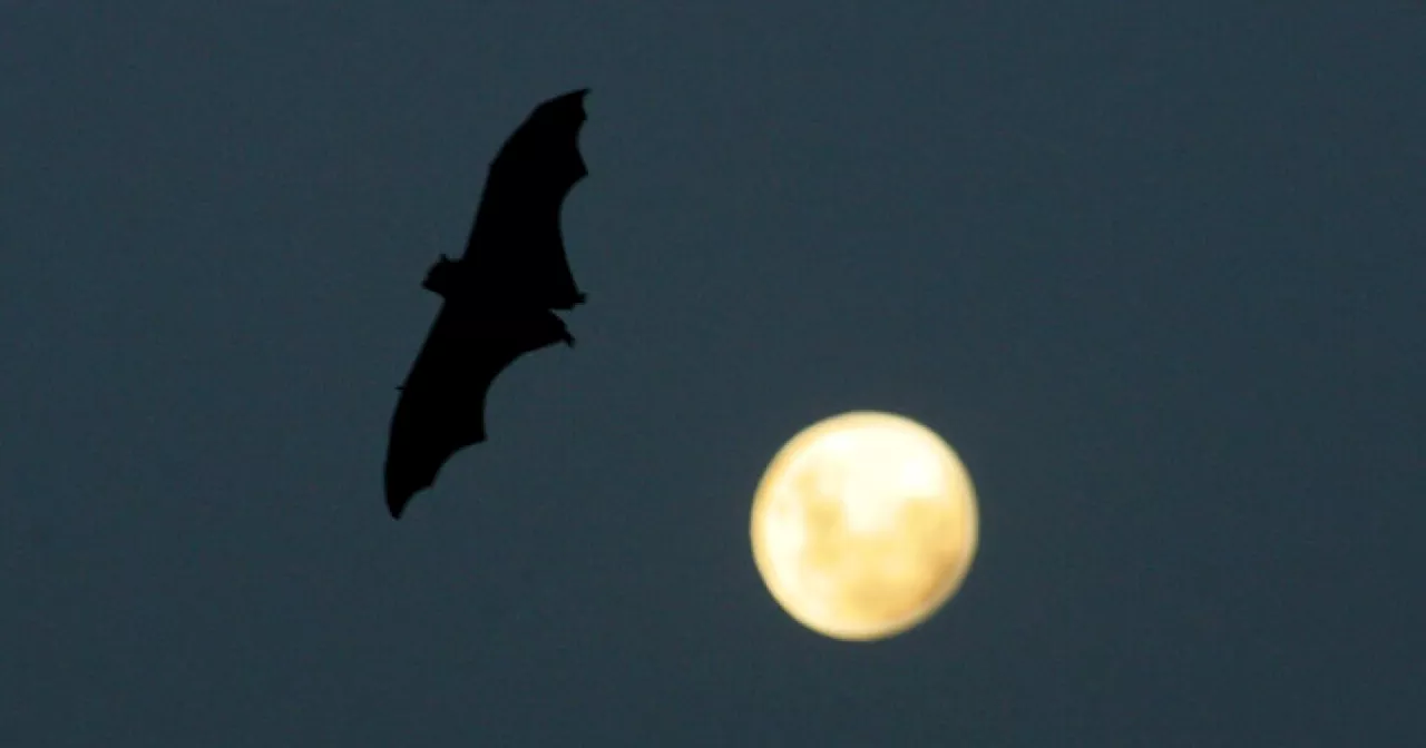 Bat found in Boulder home tests positive for rabies, Boulder County Public Health officials say