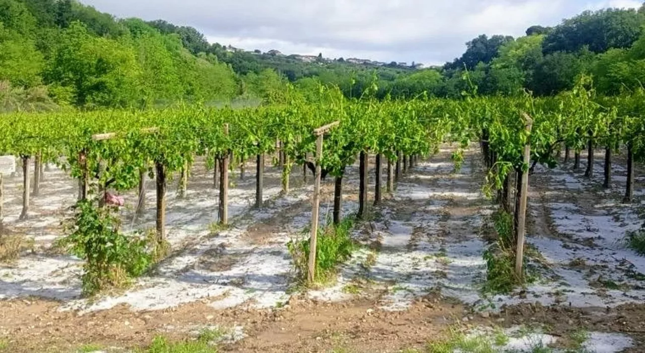 Tollo, grandinata danneggia i vigneti. Coldiretti: «L’80 percento della produzione a rischio»