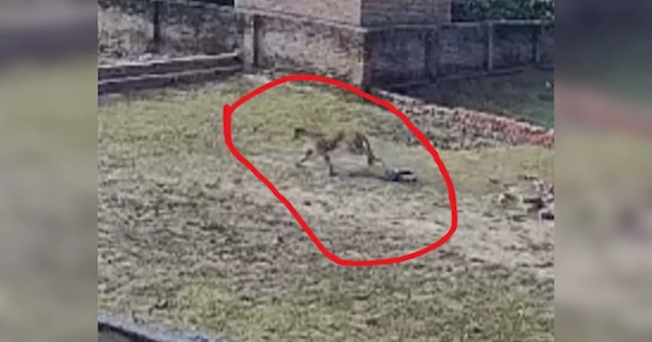 Varanasi News: वाराणसी के दर्जनों गांव के लोगों की नींद उड़ी, तेंदुए ने तीन युवकों किया लहूलुहान
