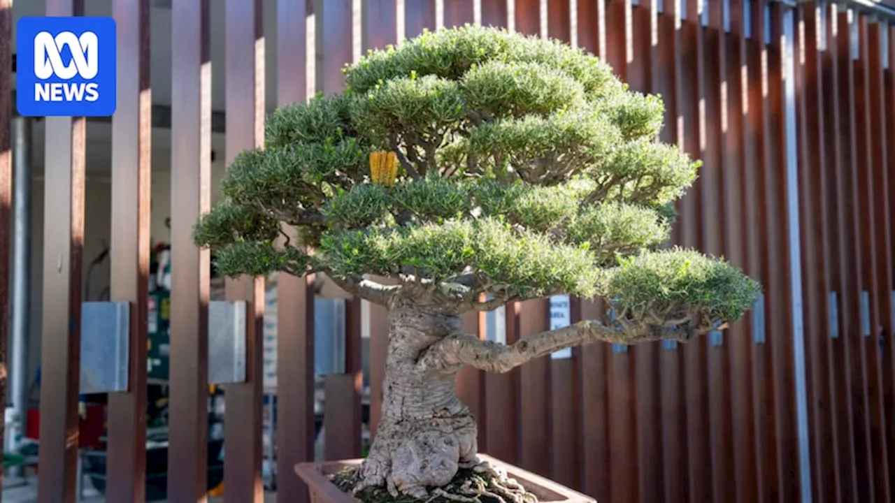 Australia's native flora emerges as an increasingly popular muse for bonsai hobbyists
