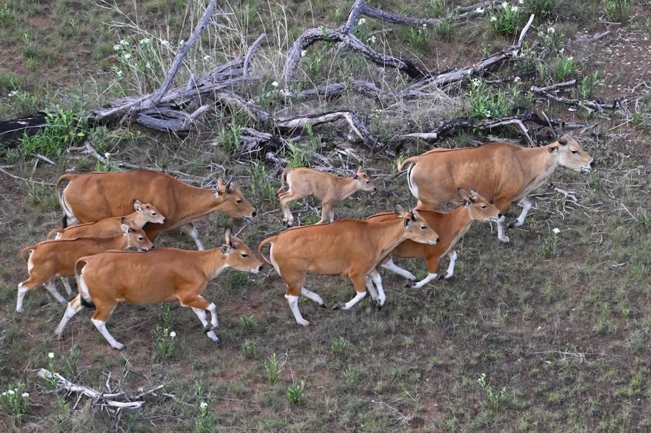 Cambodia wild cattle herded by chopper