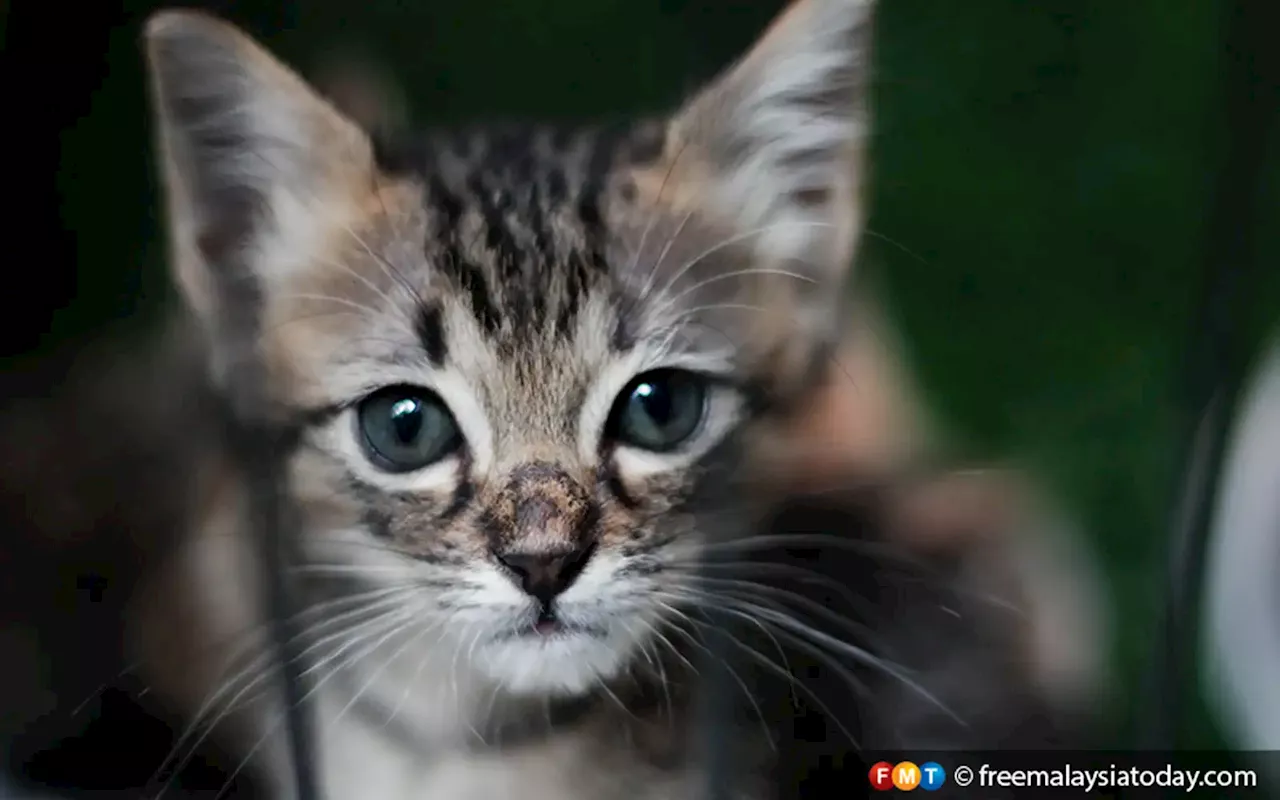 Sarawak reports first human rabies case for the year