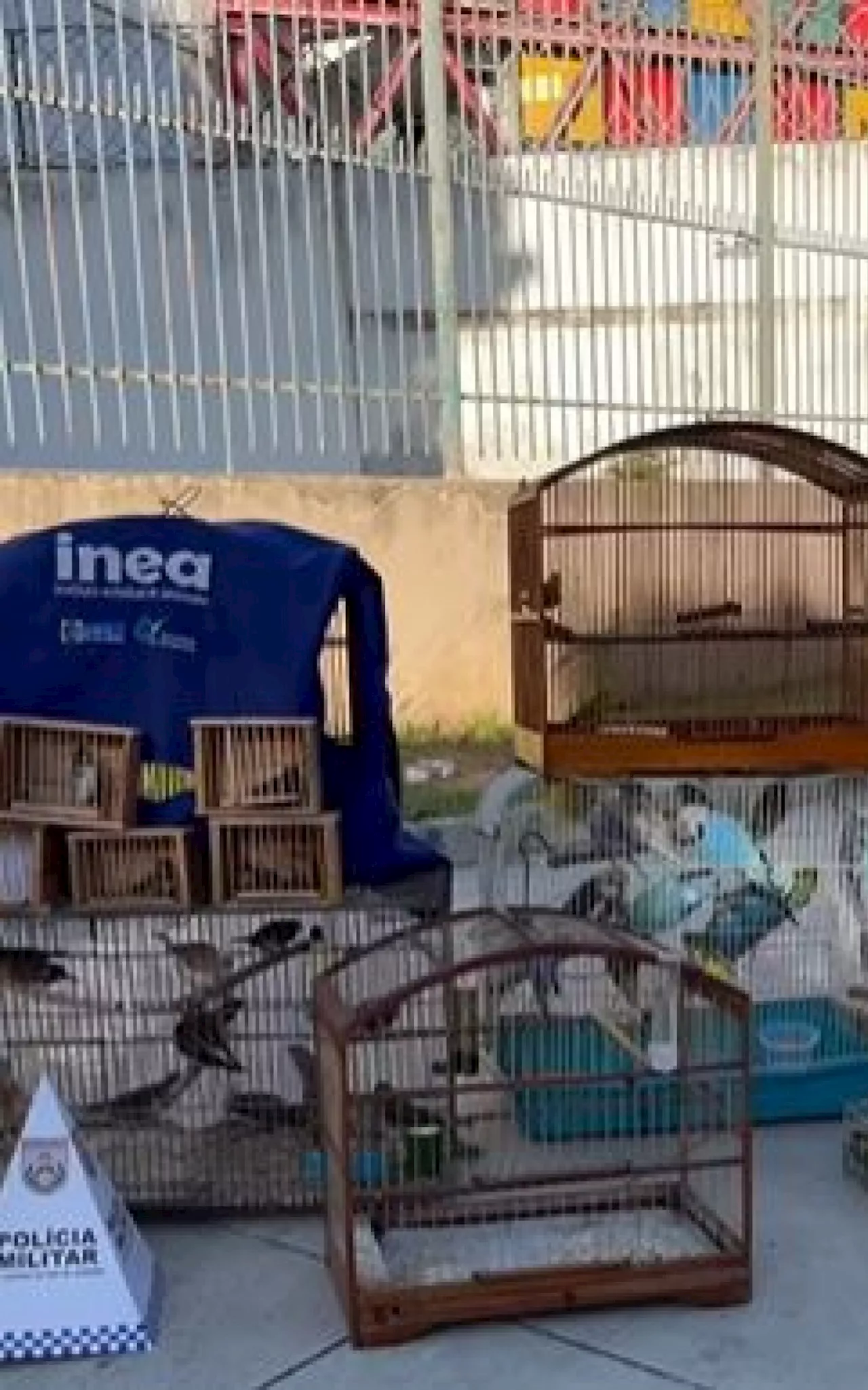 Trio é detido e 52 pássaros são apreendidos em feira livre na Tijuca