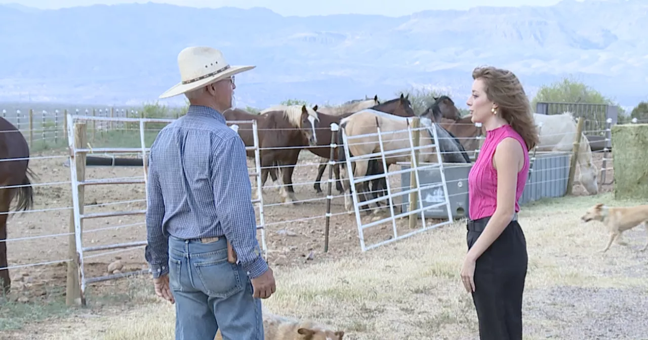 'We're a family': Rancher opens his gates to neighbors and livestock during Cody Fire evacuations