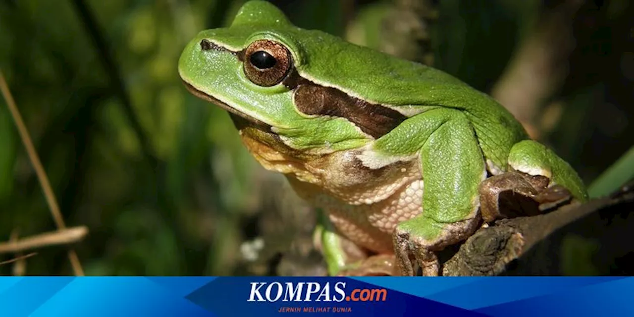 Fosil Katak Pohon Tertua Australia Ubah Sejarah Evolusi 55 Juta Tahun