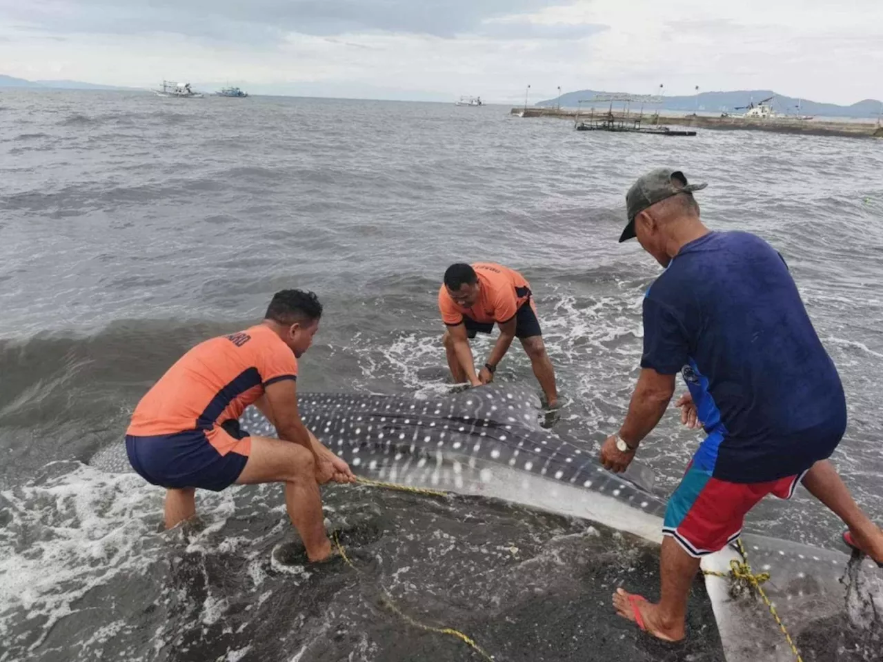 Stranded whale shark dies in Batangas despite rescue efforts