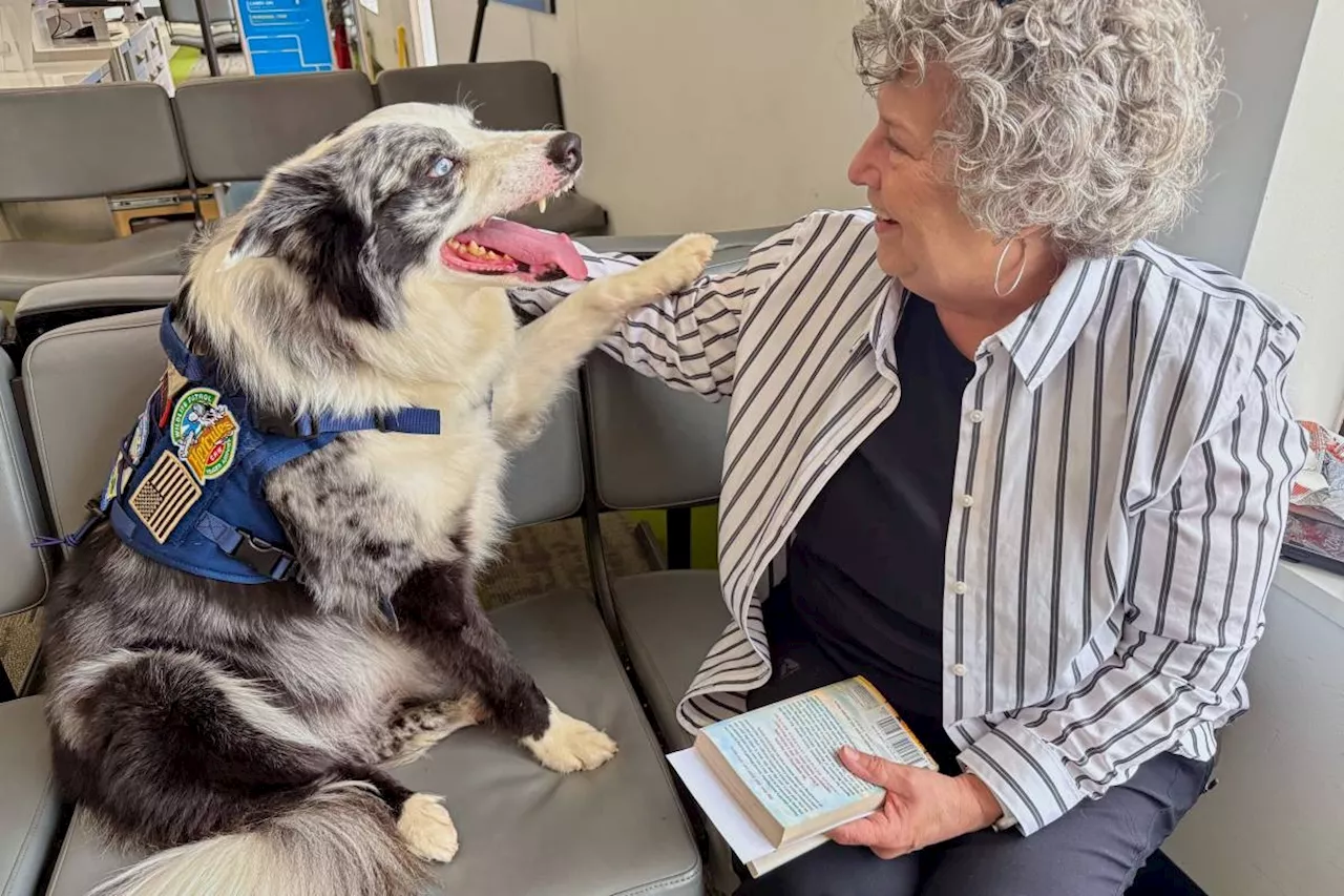 Meet Hercules and Ned, the border collies fending off wildlife at West Virginia's busiest airport