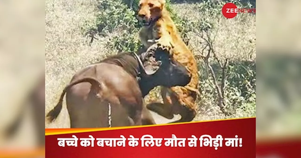 Video: कटड़े को बचाने के लिए 5 शेरों से भिड़ गई मां, लड़ते-लड़ते थकी तो स्टोरी में आया ट्विस्ट; एकदम से पलट गई बाजी