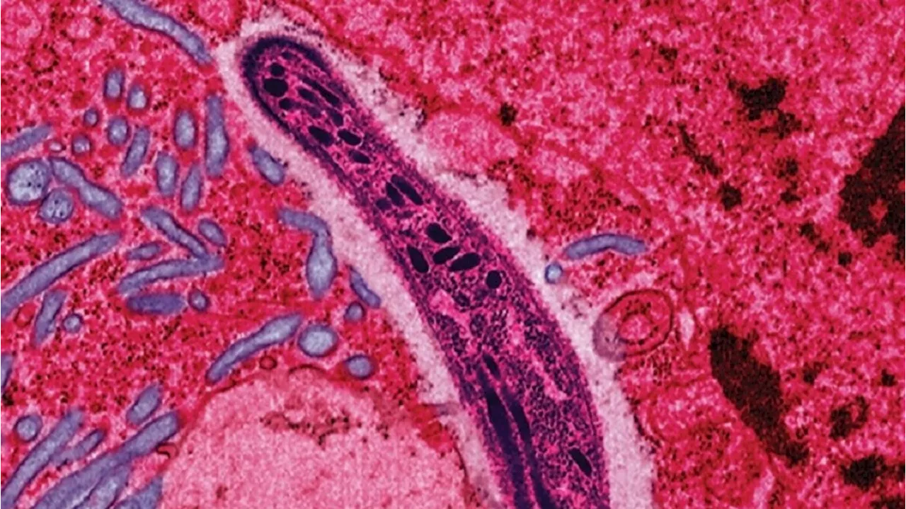 Malaria, trovate le chiavi che aprono le cellule umane al parassita