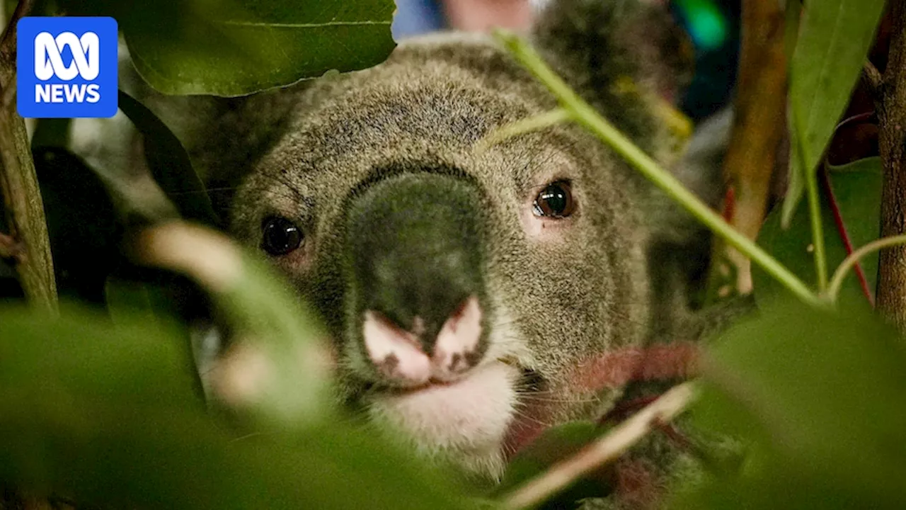 Koalas could be extinct in south-east Queensland in 'not-too-distant future', RSPCA says