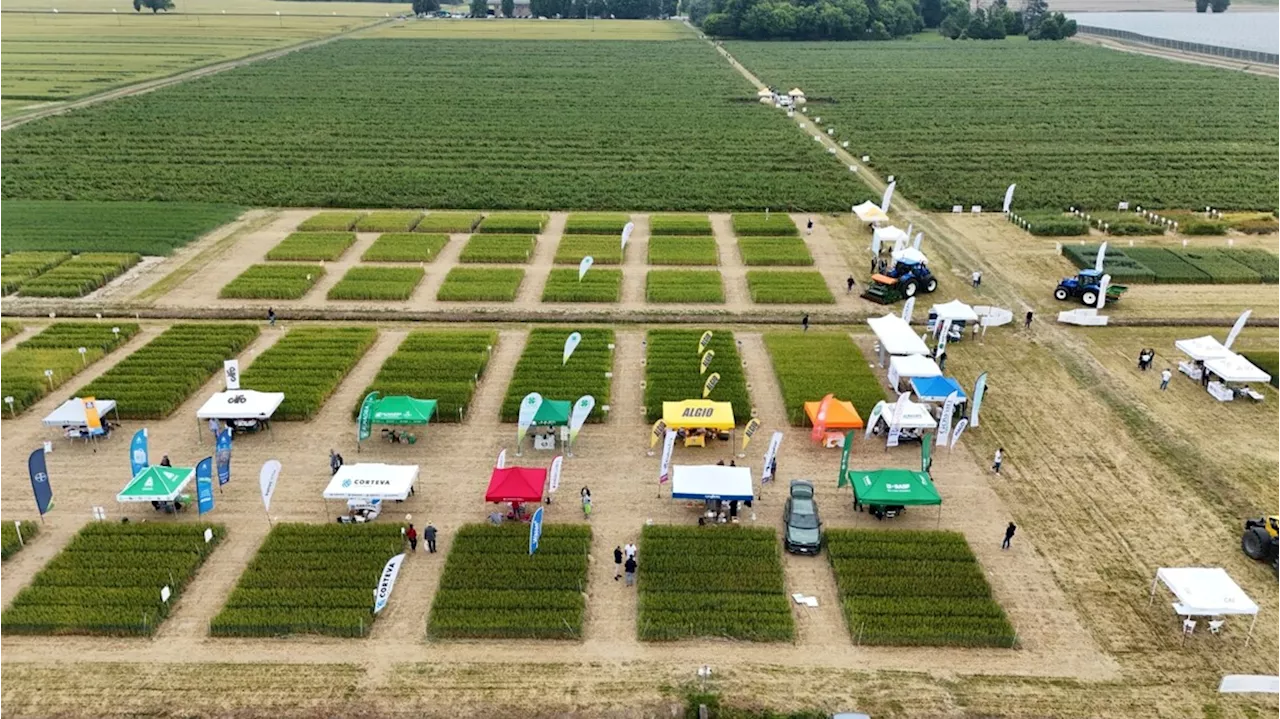 Campagna grano, cresce la qualità ma preoccupa calo superfici