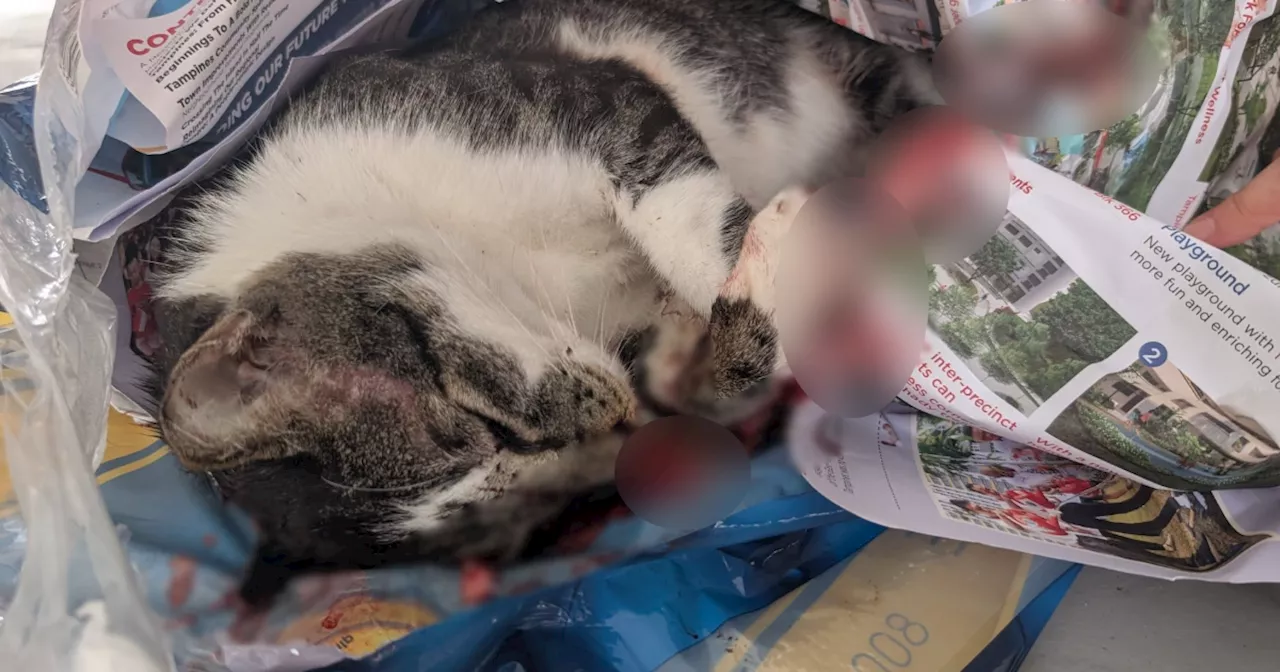 Tampines West residents seek witnesses after community cat found dead next to bin with 'blunt force trauma', dislocated jaw