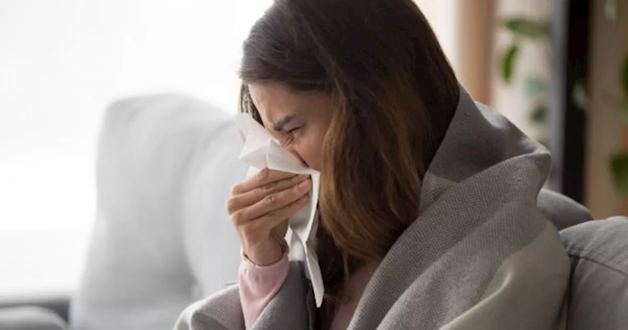 ADIÓS a la GRIPE: la PLANTA que ayuda a prevenir los RESFRIADOS y la BRONQUITIS