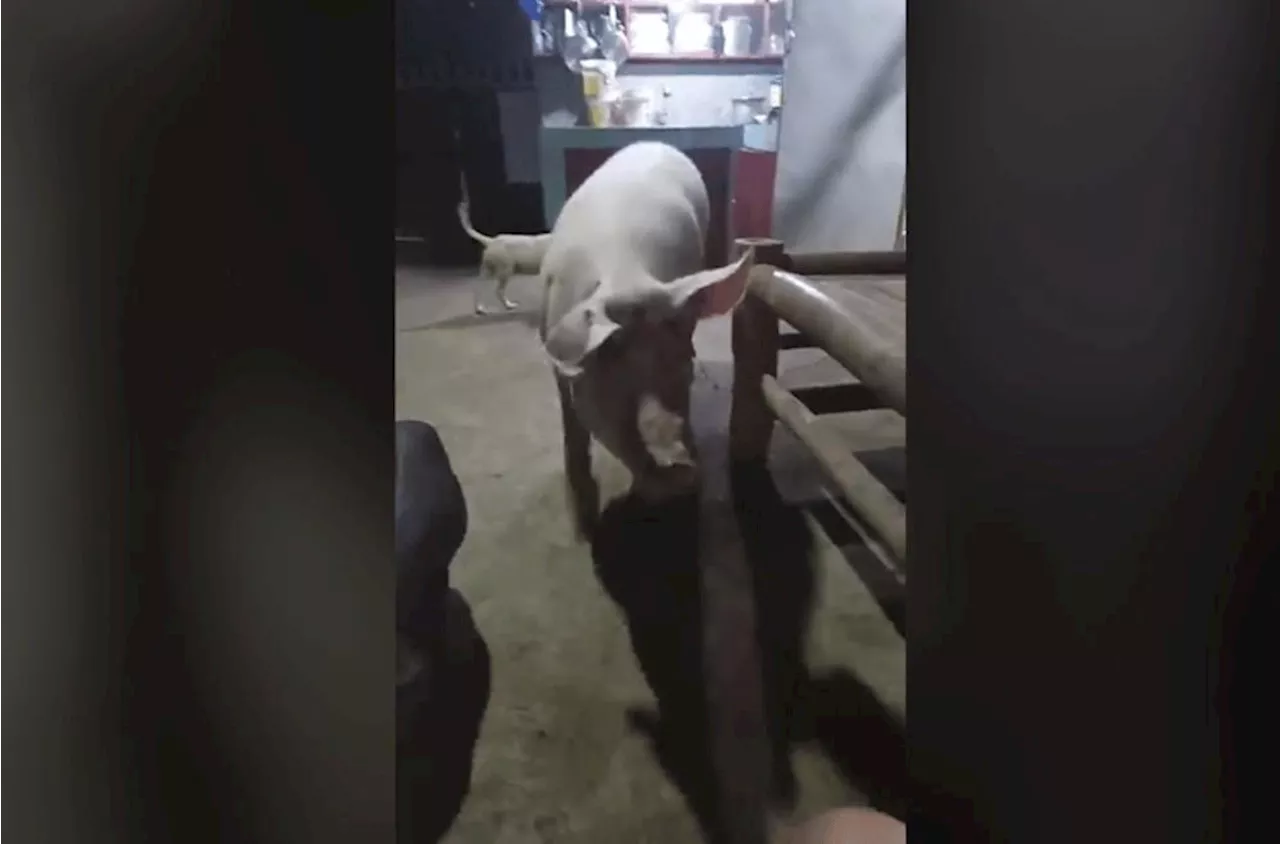Pig wins hearts online after 'heeding' owner's call
