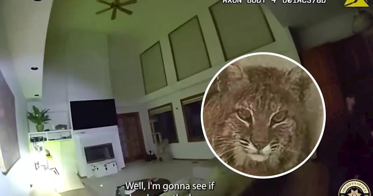 ‘It’s not a normal cat': Bobcat found inside Ken Caryl home unimpressed by use of high-tech tricks