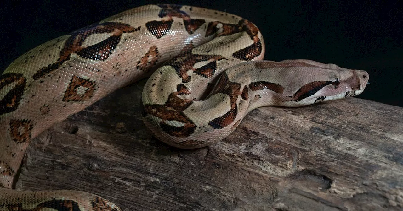 Mum's horror death after being eaten by python who swallowed her whole