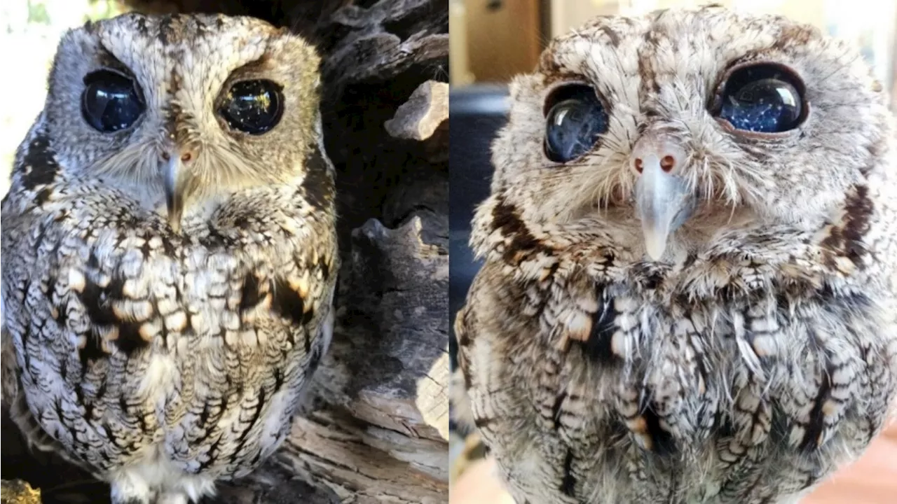 Farewell, Zeus: Wildlife Learning Center mourns ‘the owl with the starry eyes'