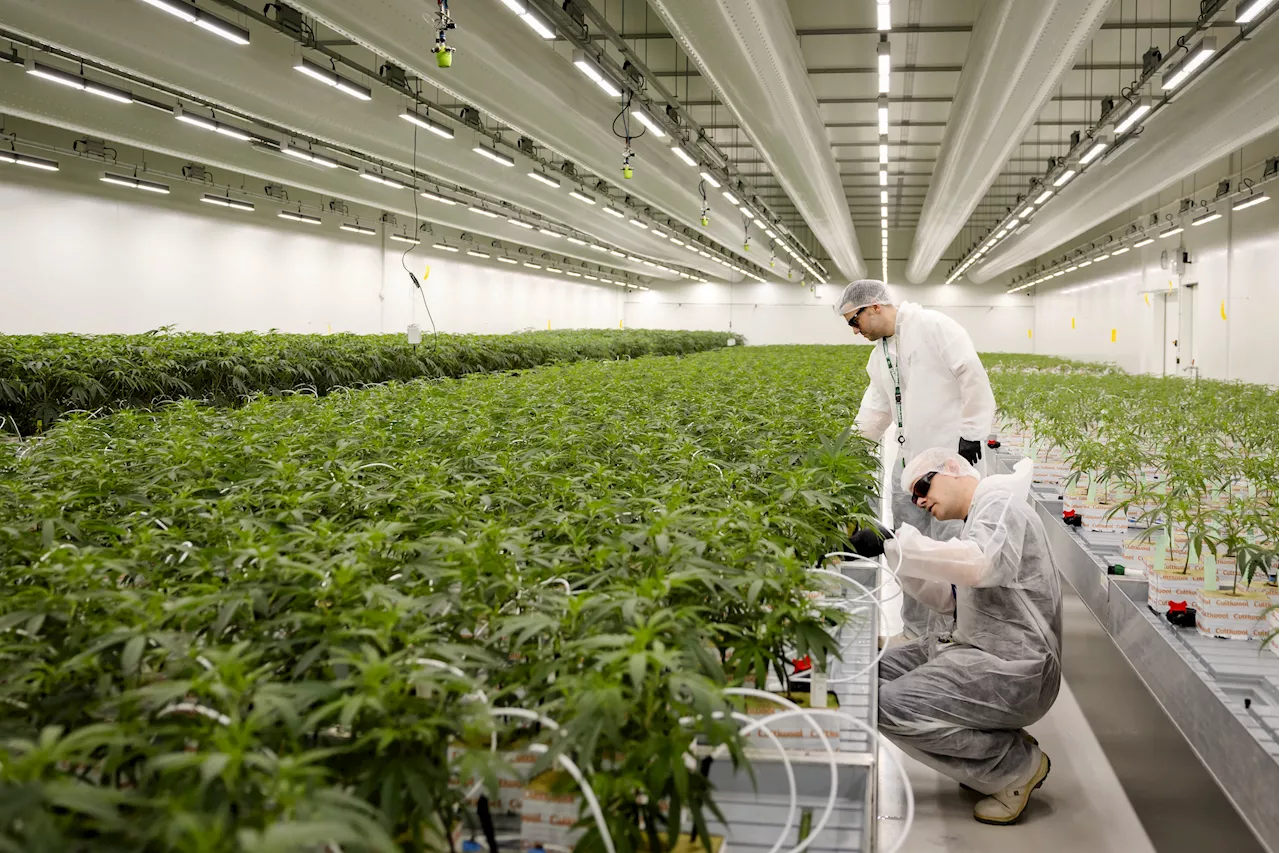 Marijuana Users Issued Warning by New Study