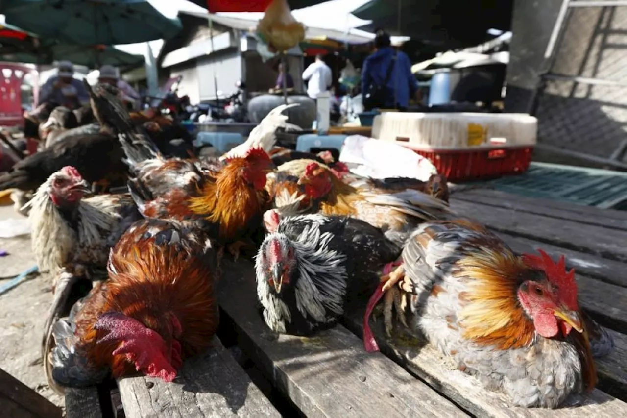 Cambodia reports 4th bird flu death this year