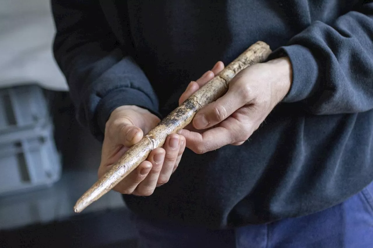 Earliest proof of humans using whale bone tools discovered