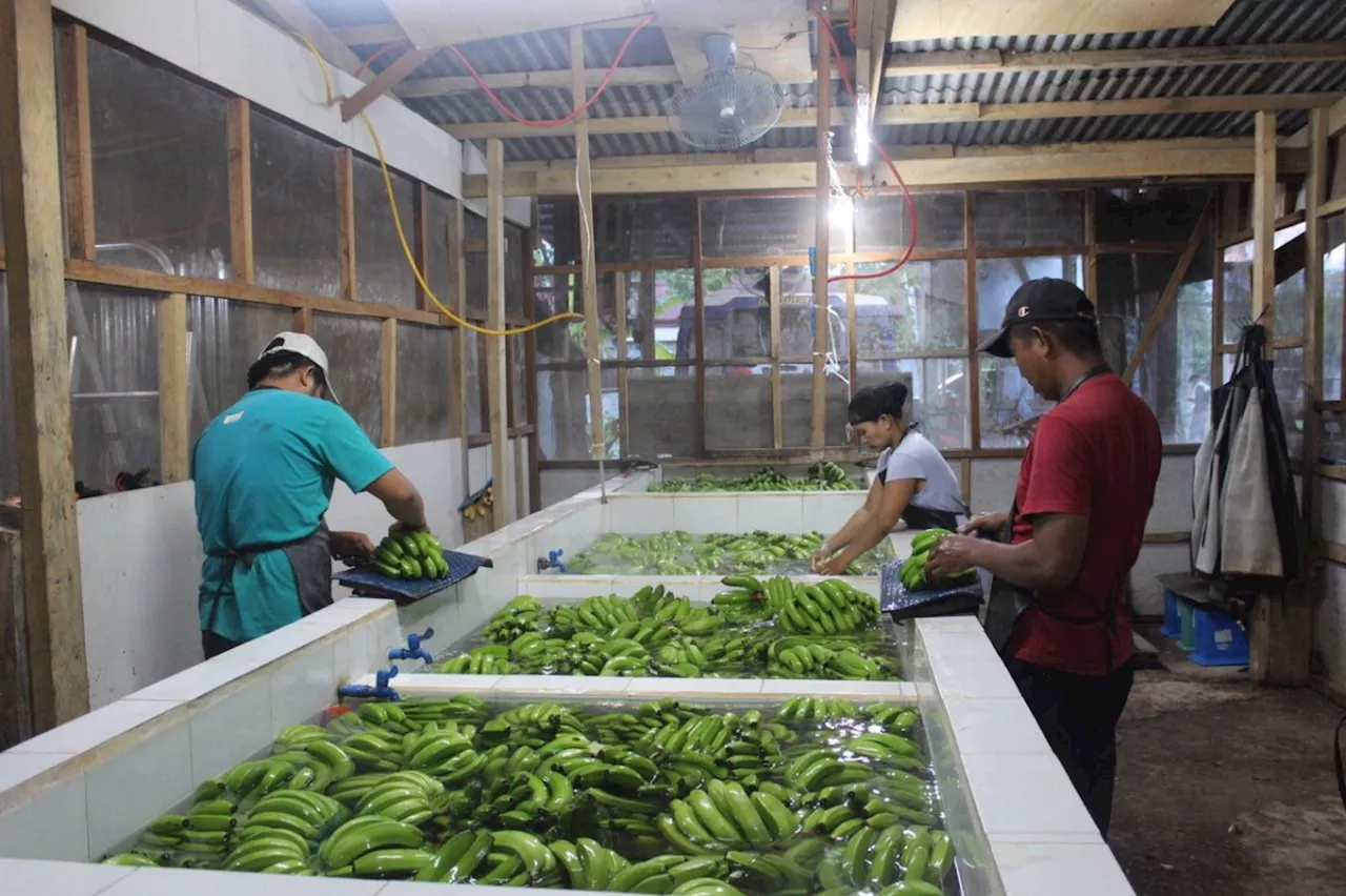 Vizcaya banana industry gets boost