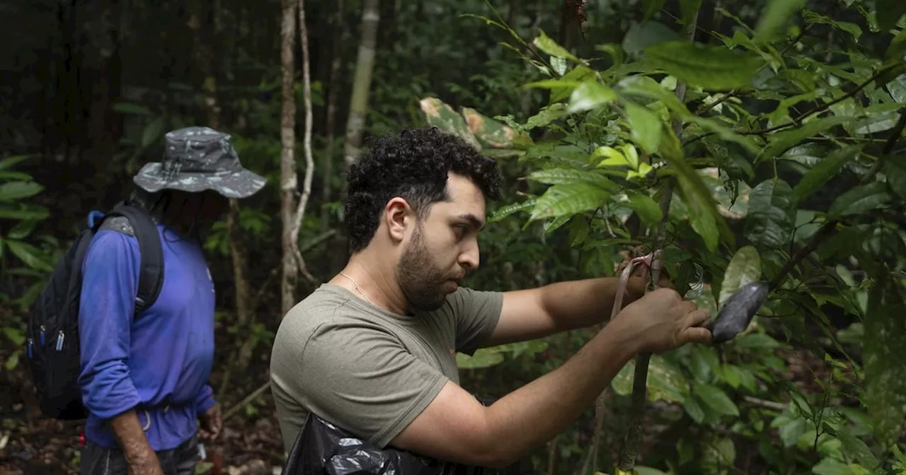 What would happen if the Amazon rainforest dried out? This decades-long experiment has some answers