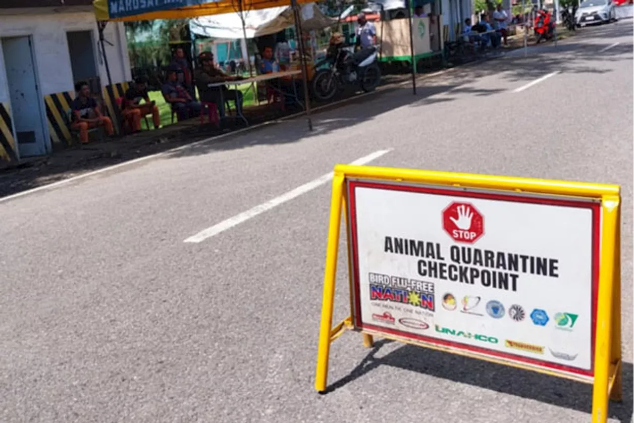 Borongan City under state of calamity due to ASF