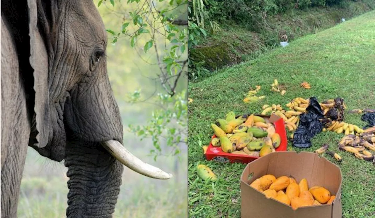 Tinggalkan Makanan Untuk Gajah Di Tepi Jalan Boleh Undang Bahaya