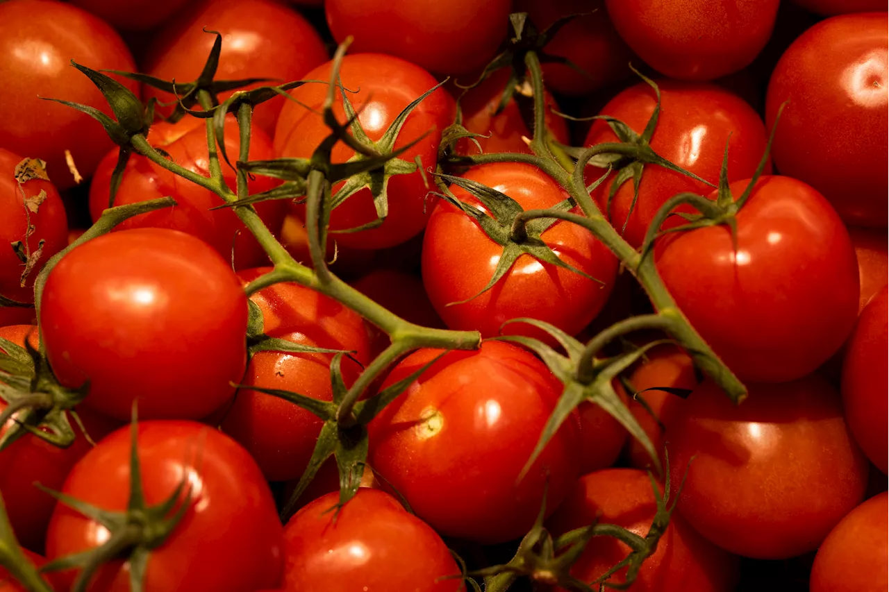 Tomato Recall Sparks Salmonella Warning to Customers