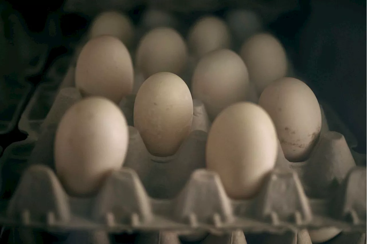Egg subsidy: Consumer groups urge strict monitoring by authorities