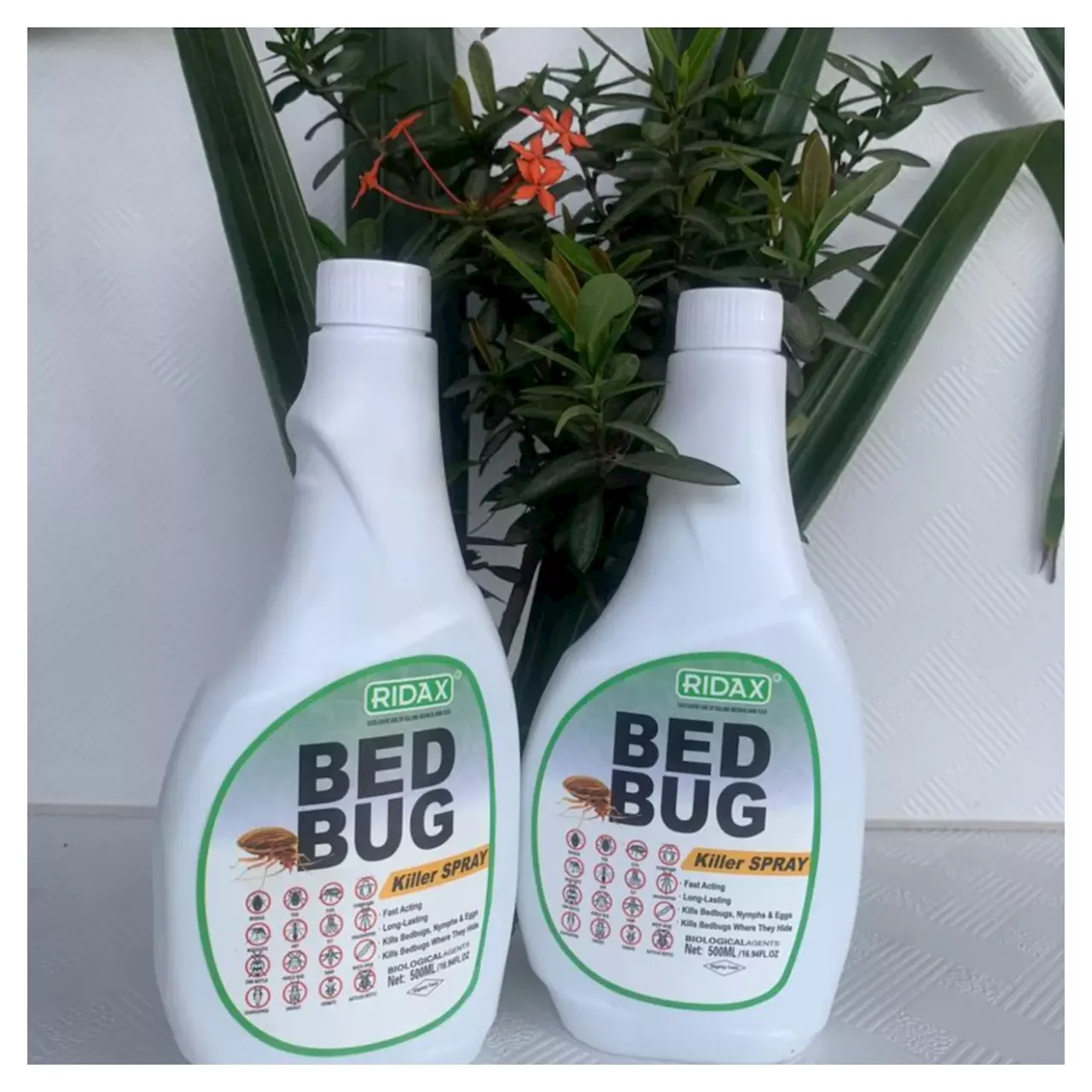Bed Bugs Infestation: RIDAX Provides Premium Solution To Eradicate Bedbugs In Nigeria