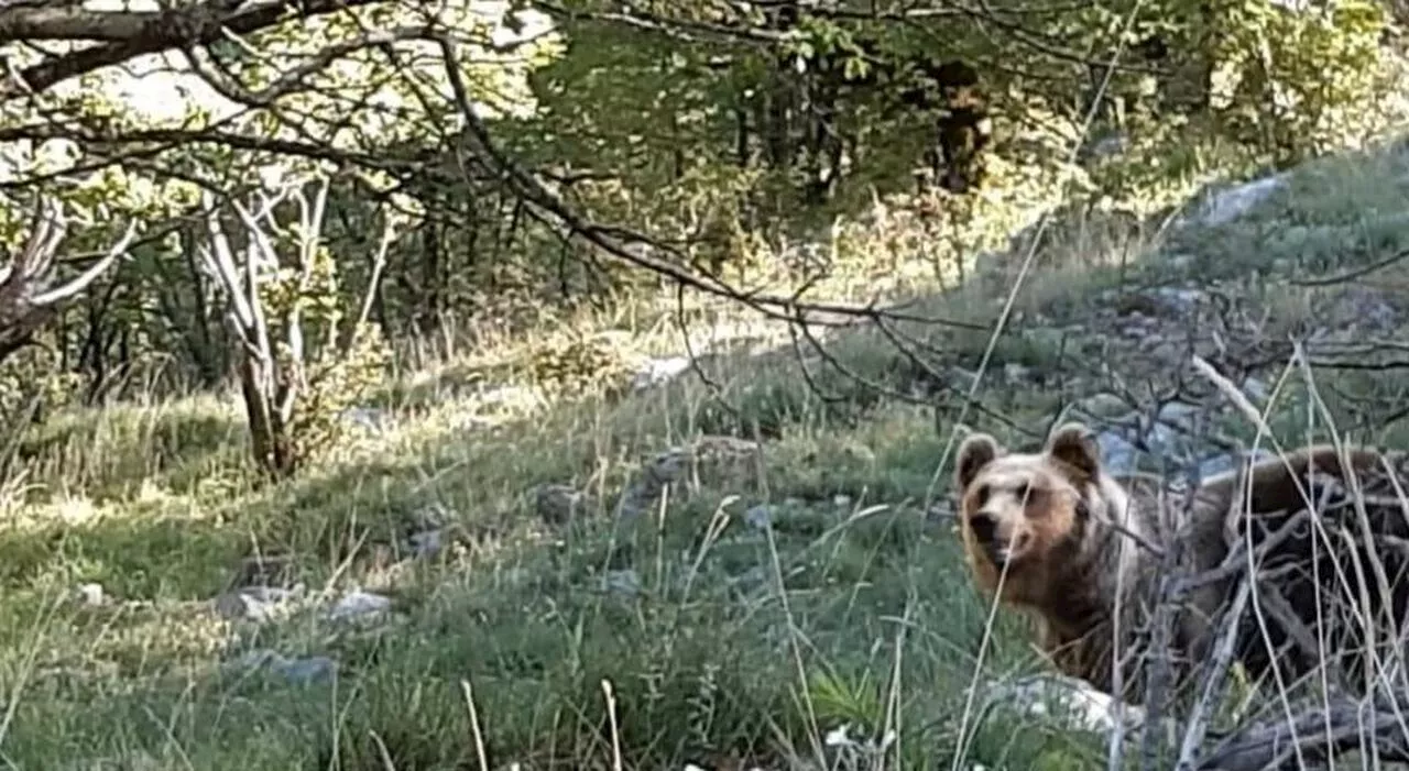 Vacanze nel Parco: in tre milioni sulle tracce dell’orso
