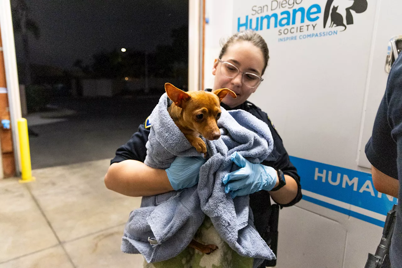 San Diego Humane Society cares for 41 pets removed from Escondido home