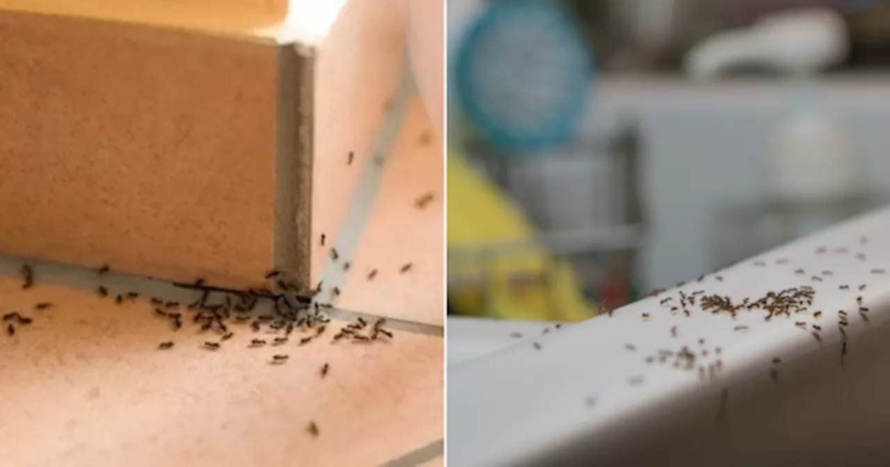 You Didn't Invite Them To Your Kitchen, But Ants Keep Coming. Here's The Real Reason Why